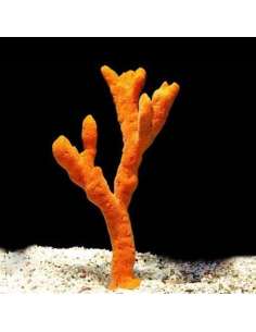 Orange Tree Sponge -... 2