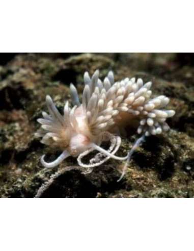 Berghia Nudibranch - (Berghia...