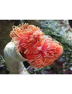 Cocoworm Red & White Flower...