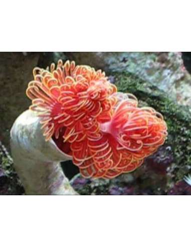 Cocoworm Red & White Flower (L)...
