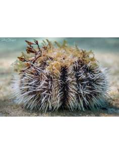 West Indian Sea Urchin...