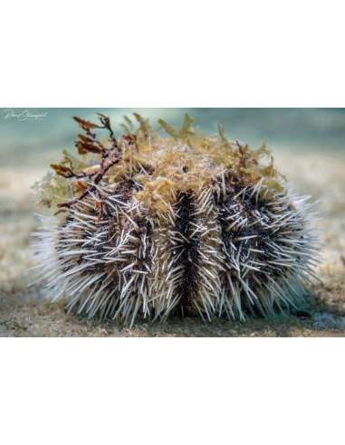West Indian Sea Urchin (Tripneustes...