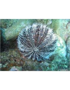 West Indian Sea Urchin... 2