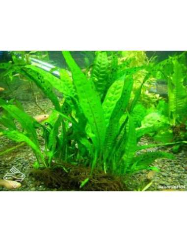 Microsorum Pteropus (Helecho De Java)