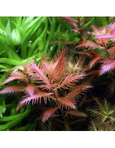 Proserpinaca Palustris Cuba