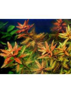 Proserpinaca Palustris Cuba 2