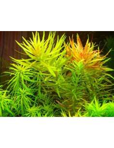 Limnophila Aromatica