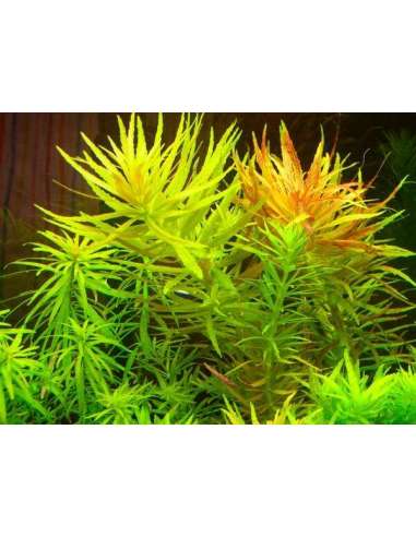 Limnophila Aromatica