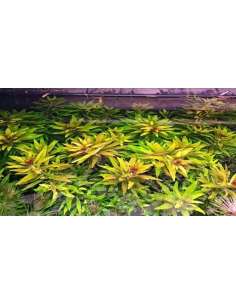 Limnophila Aromatica 2