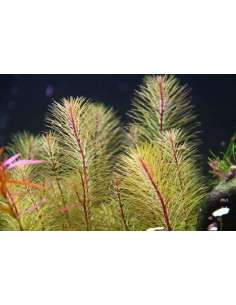 Rotala Vietnam