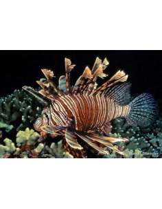 Brown Volitans Lionfish...