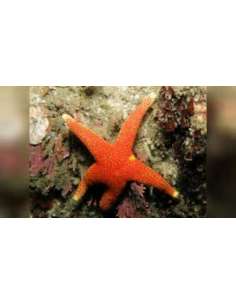 Orange Yellow Tip Star...