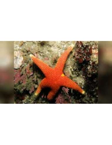 Orange Yellow Tip Star (Fromia Sp)