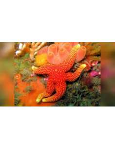 Orange Yellow Tip Star... 2