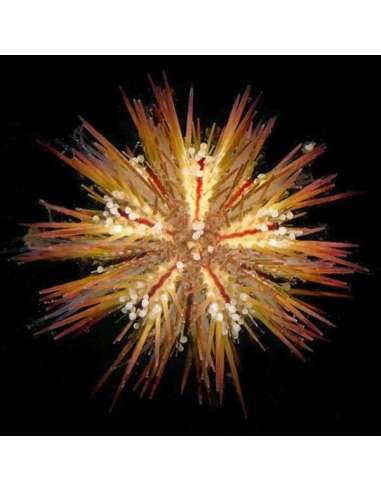 Pincushion Urchin  (Lytechinus...