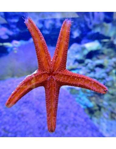 Red Starfish (Fromia Indica)