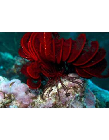Red Star Feather Assort Colour...
