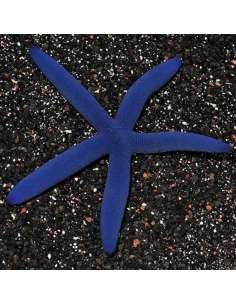 Blue Starfish (Linckia... 2