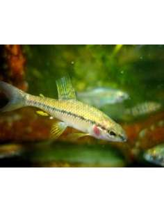 Kerri Blue (Inpaichthys kerri)