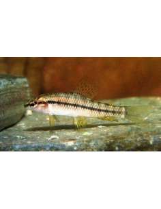 Kerri Blue (Inpaichthys kerri) 2