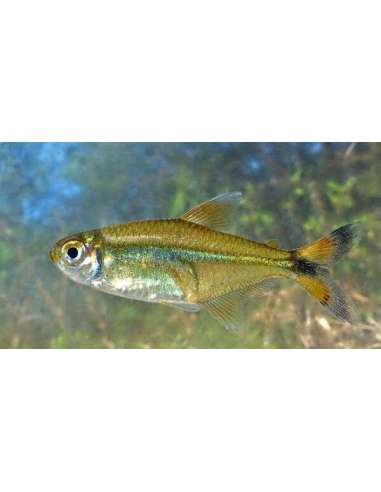 Tetra Banderita (Moenkhausia bonita)