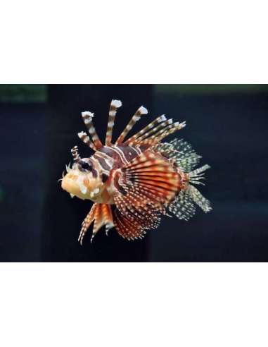 Devil Scorpion Fish (Dendrochirus Zebra)