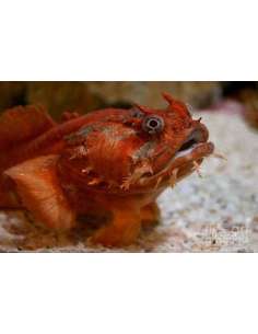 Orange Toad Fish  (Opsanus...