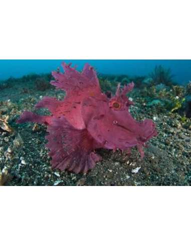 Rhinopias Violeta (Rhinopias Eschmeyeri)