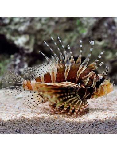 Zebra Lionfish (Dendrochirus Zebra)