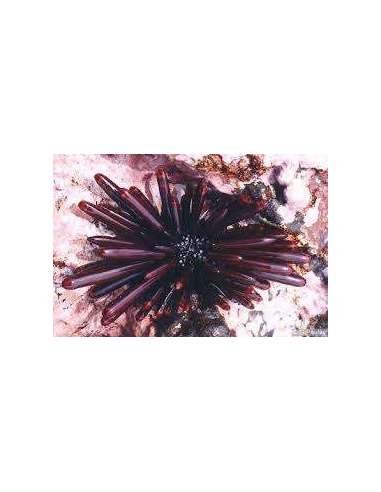 Sea Urchin-  Purple (Heterocentrus Sp)