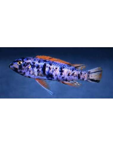 Trewavasae Mango (Labeotropheus...