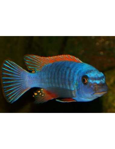Trewavasae Red Top (Labeotropheus...