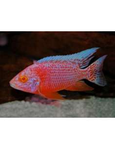 Aulonocara Dragon albino...