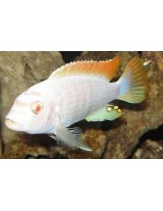 Ice Blue albino...