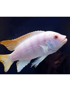 Ice Blue albino... 2