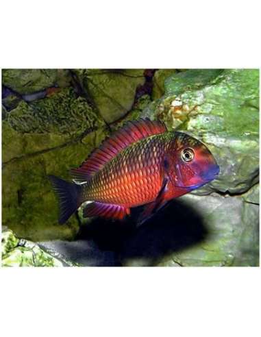 Tropheus Fire Cracker (Tropheus...