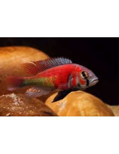Haplochromis "Hippo Point Salmon"