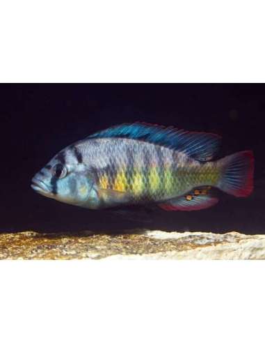 Haplochromis Red Tail - CH44...