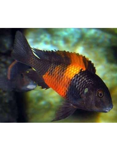 Tropheus Black Rutunga (Tropheus moorii)
