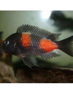 Cherry Double Banded...
