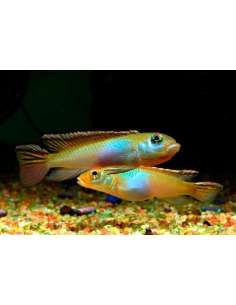 Nanochromis parilus...