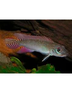 Nanochromis parilus... 2