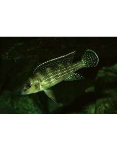 Fourspine cichlid...