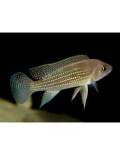 Fourspine cichlid... 2