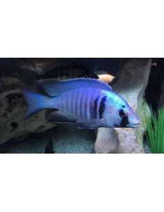 Deep Water Hap...