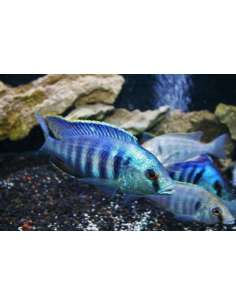 Deep Water Hap... 2