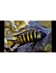 Elongatus Chailosi...