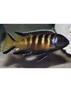 Elongatus Chailosi... 2