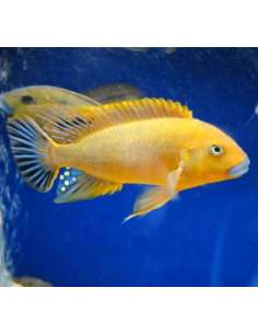 North blue lips...