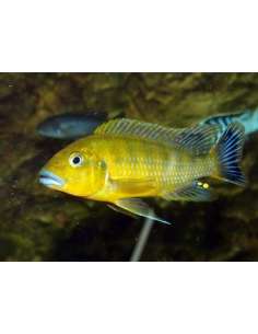 North blue lips... 2